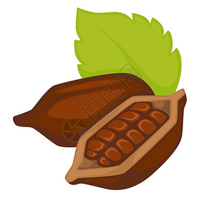 农谷可豆巧克力烹饪成分病媒孤立的外来植物种子或谷与叶农生的贝壳种植外国产品天然食烹饪和营养在贝壳孤立的物体中生产可豆插画