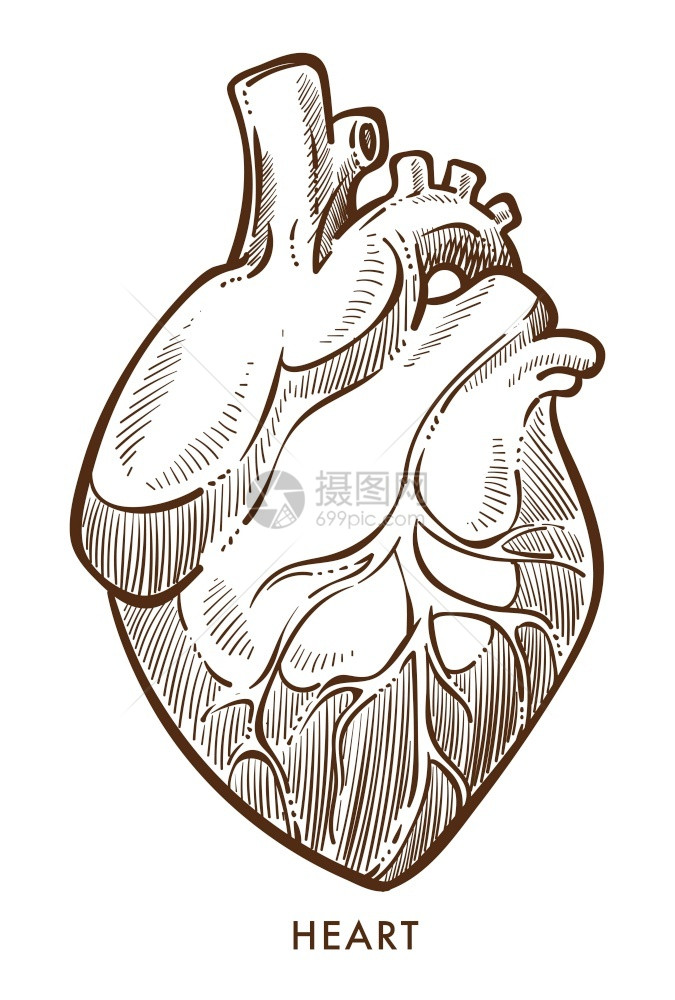 心血管系统脏隔离草图内部器官矢量解剖或生理心跳和脉搏血压流体解剖结构心脏病医药和保健内器官图片
