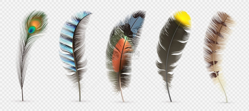 现实鸟类羽毛不同的细多彩羽毛以透明背景隔离的3D矢量采集说明羽毛鸟孔雀飞快的优雅羽毛现实鸟类不同的细度多彩羽毛透明背景隔离的3d图片