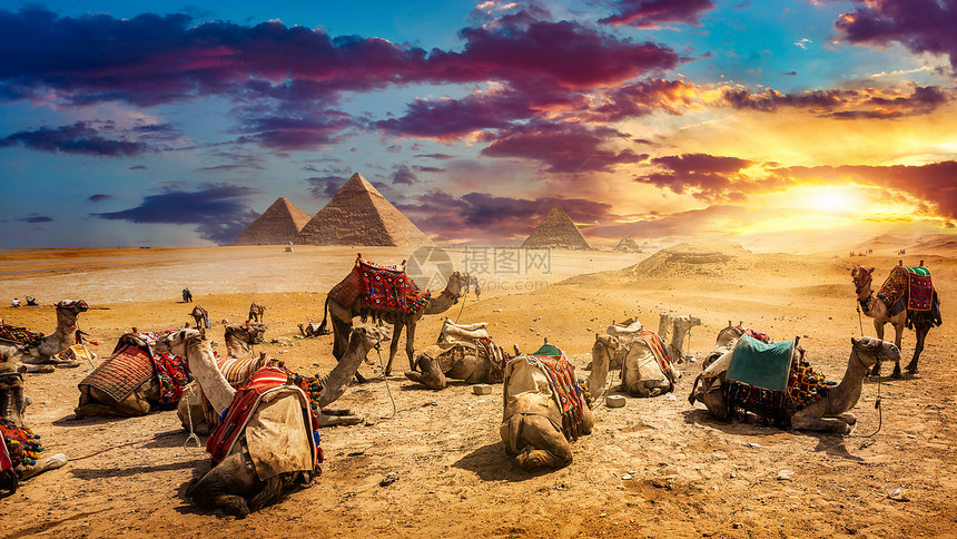 晚上金字塔附近沙漠中的骆驼图片