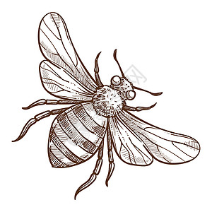 养蜂动物场或动物铅笔绘画手危险的飞行条纹黄蜂和刺图片