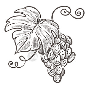 葡萄素描葡萄园有机葡萄矢量元素插画
