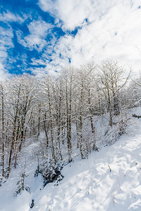 冬雪覆盖山上的树木图片