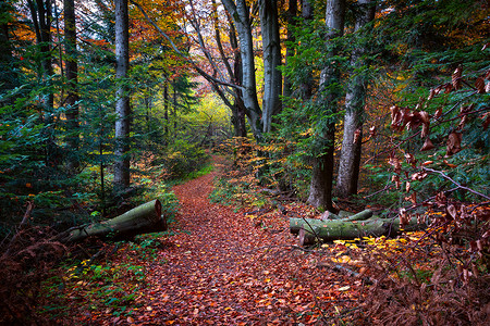 秋天喀尔巴阡森林的全景背森林有金红树叶和阳光明媚的射线图片
