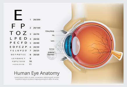 人类眼睛的特写人类眼部解剖矢量说明插画