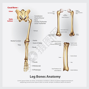 骨瘦如柴人类腿部解剖矢量说明插画