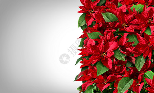 Poinsettia边界设计为红色和绿圣诞花卉垂直元素作为来自美国中部和墨西哥的花卉植物代表传统冬季节日背景的庆活动背景图片