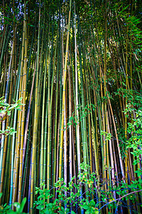 热带雨林竹树的景观图片