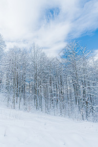 冬雪覆盖山上的树木图片