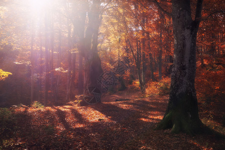 秋天的森林自然早晨在丰富多彩的森林中充满活力阳光照耀着树木的枝叶阳光照耀着大自然的风光横梁高清图片素材