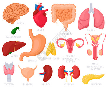 人体内器官卡通图集背景图片