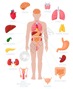 生理学人体解剖插画