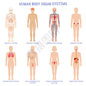 卡通人体器官系统解剖图背景图片