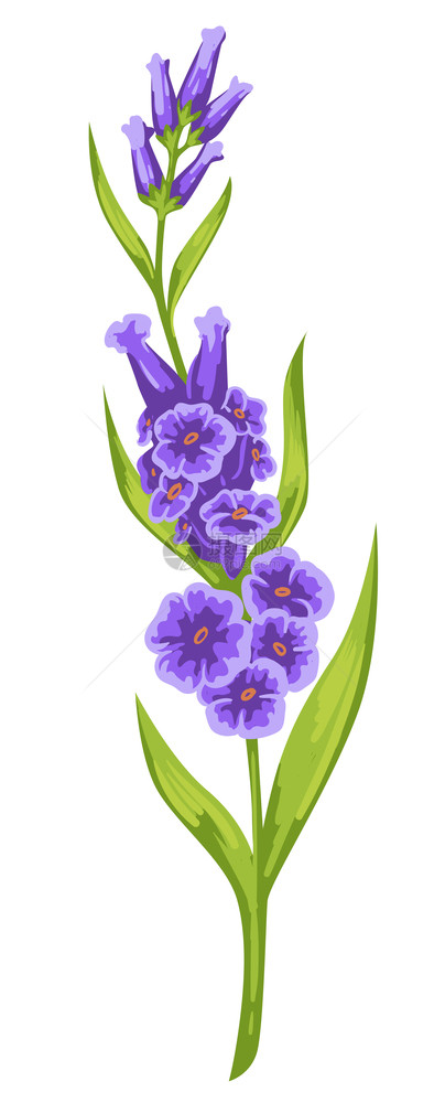 盛开的紫色鲜花矢量元素图片