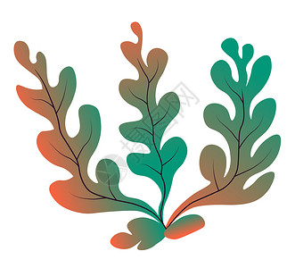 水下植物海藻珊瑚图片