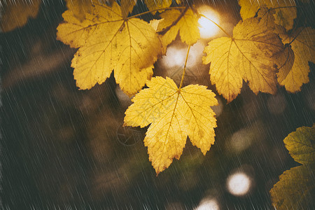 山木的秋叶自然概念场景雨和黑夜图片