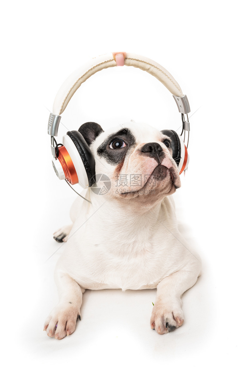 狗用耳机监听音乐图片