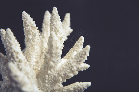 黑色背景的干珊瑚分支黑色背景的干珊瑚分支图片