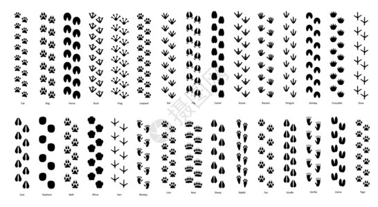 野生动物足迹背景背景图片