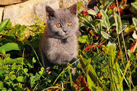 坐在夏日公园绿草上可爱的灰猫高清图片