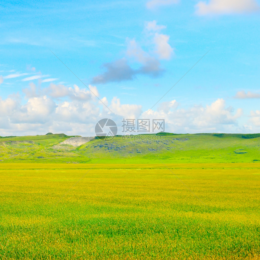 绿麦田和蓝云天空农业景观图片