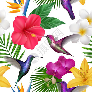 蜂鸟特写热带花朵蜂鸟植物矢量背景插画
