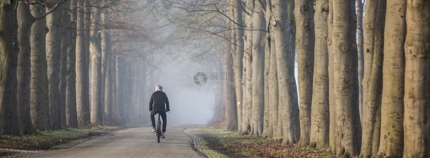 清晨阳光下在荷兰河边乌得勒支附近雾的日间杜茨风景中骑自行车的人和蜜蜂树干图片