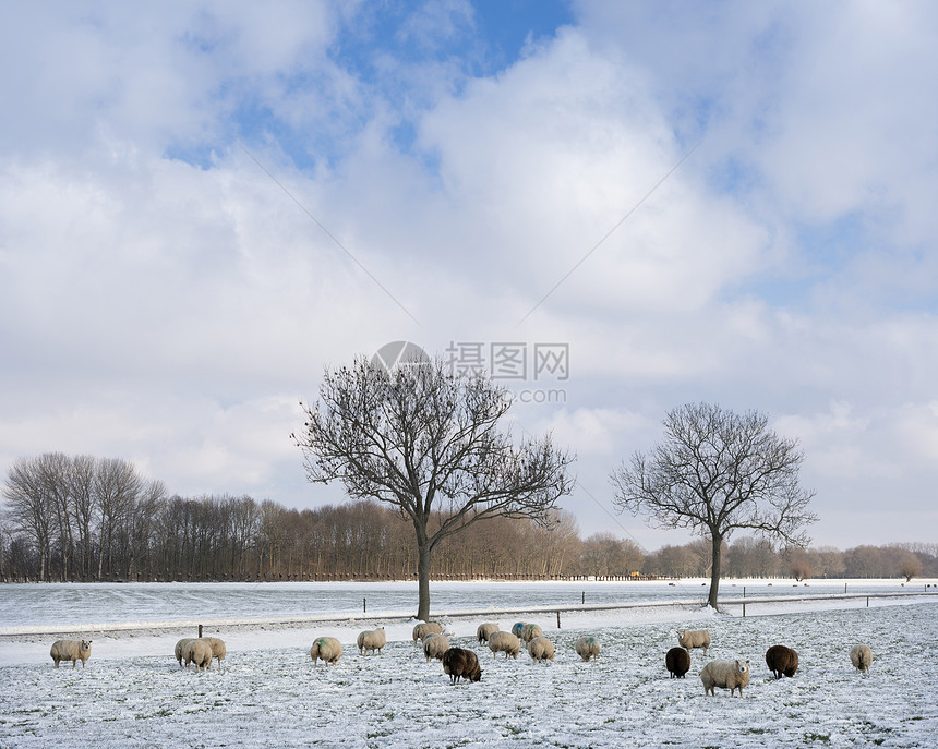 在蓝天下阴地有雪和树木的绵羊图片