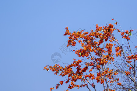 橙色的树蓝色天空背景的一丝不苟布丁图像橙色花朵背景