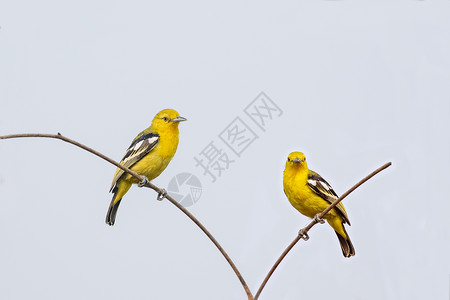 普通伊奥拉鸟的图象以自然背景为分支动物鸟类高清图片