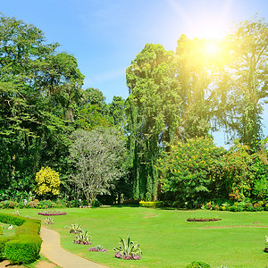 美丽的热带花园有树木和鲜花园林绿化高清图片素材