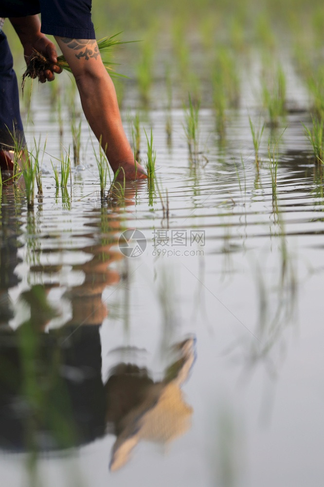 农民种植水稻图片