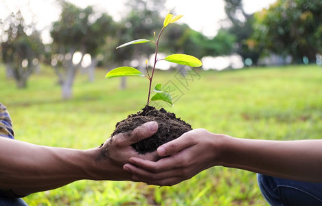 两只手握在一起幼树植物生长的自然图片