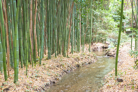 竹植物园关于金子环境和绿色生活的有用概念图片