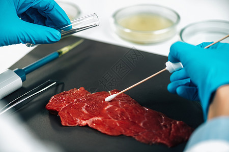 食品安全检查员对红肉表面进行取样并用棉花交换器寻找病原体的存在图片