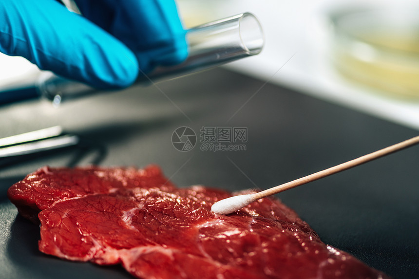 食品安全检查员对红肉表面进行取样并用棉花交换器寻找病原体的存在图片