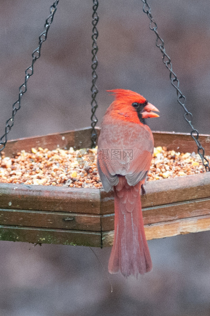 Carolina的鸟类喂食器图片
