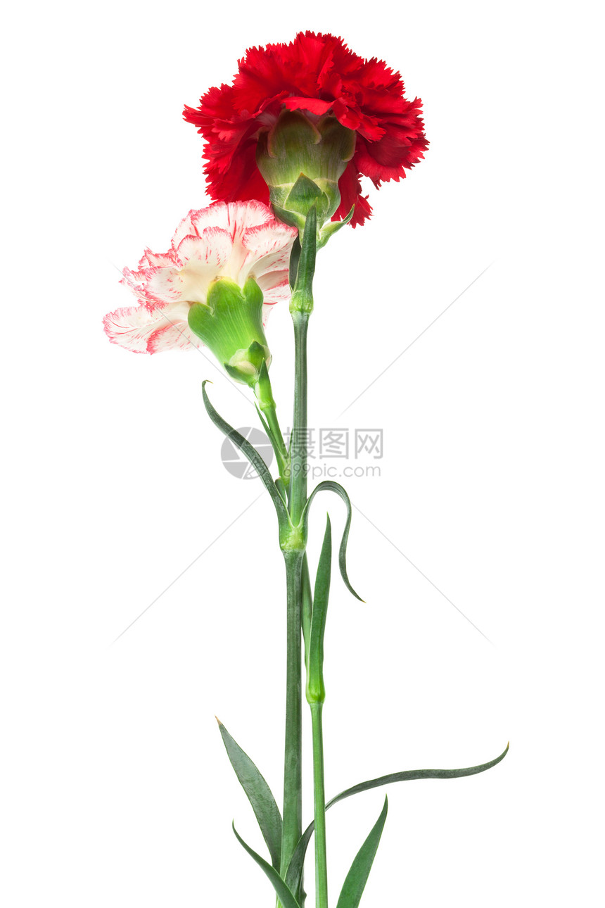 白色背景上的红康乃馨和白图片