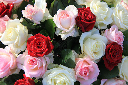 与红粉和白玫瑰的花安排背景图片