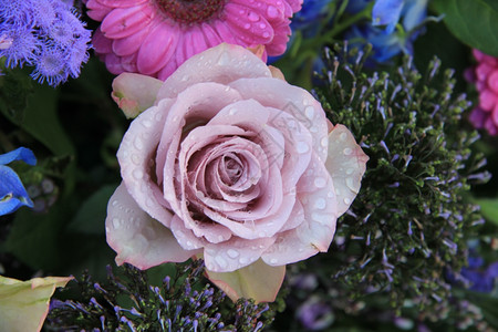 雨淋后一朵紫玫瑰紧贴背景图片