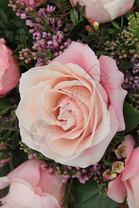一朵淡粉色的大玫瑰背景图片
