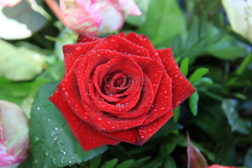 洗完澡后在一朵红玫瑰上滴闪发光的水滴上发光的水滴图片