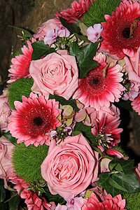 粉红花玫瑰和阳光图片
