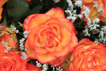 雨后一朵湿橙色玫瑰贴上高清图片