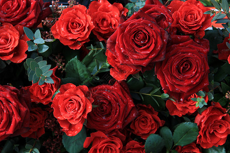 红玫瑰大花图片