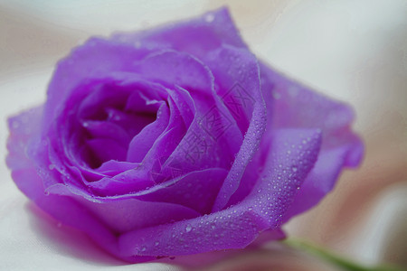 紫色的丽花由水滴高升起图片