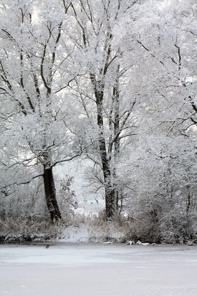 冻的树木和鸭子在冬季仙境中的池塘图片