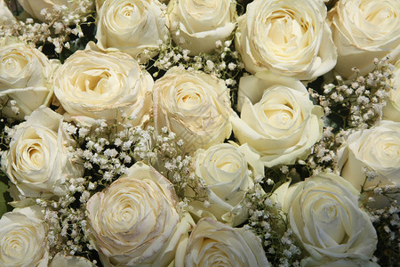 白玫瑰花束图片