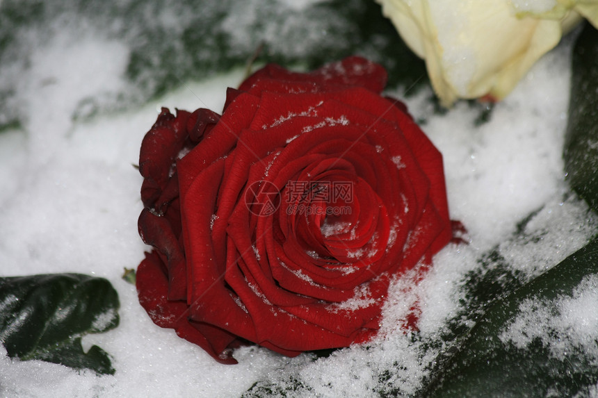 雪中一朵红玫瑰图片
