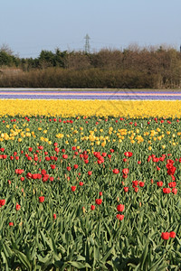 荷兰花卉工业有郁金香的田地图片
